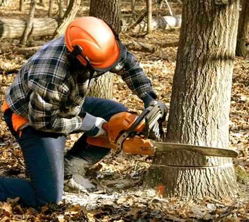 Tree Removal in Bernard, ME